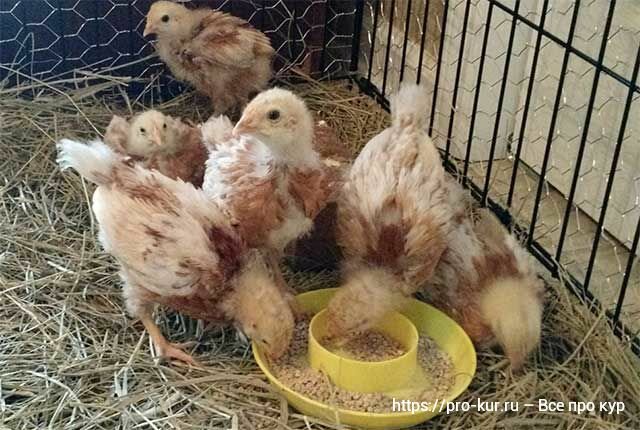 Цыплятам 2-3 недели – 8 советов по уходу и выращиванию 🐣