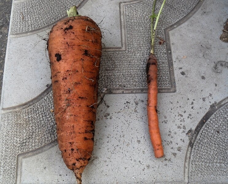 Чем подкармливать морковь весь сезон, чтобы была крупной и сладкой