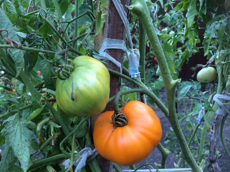 Защита томатов от фитофторы.