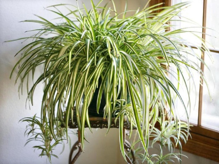 12 выносливых комнатных растений для тех, кто забывает их поливать