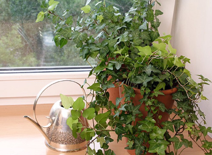 12 выносливых комнатных растений для тех, кто забывает их поливать