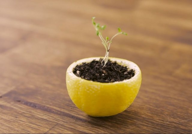 13 необычных способов выращивания рассады. Какой из них вы выберете