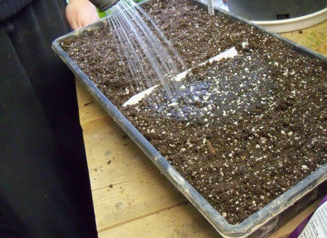 15 секретов выращивания хорошей рассады капусты