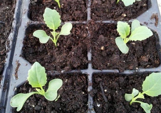15 секретов выращивания хорошей рассады капусты