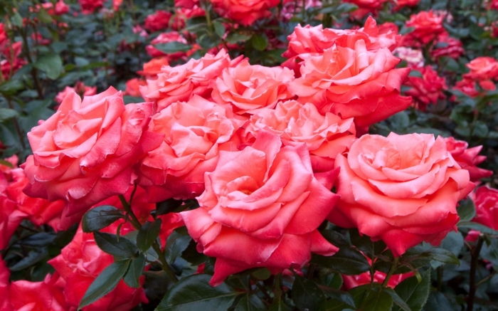 7 профессиональных советов по обрезке роз в идеальном саду