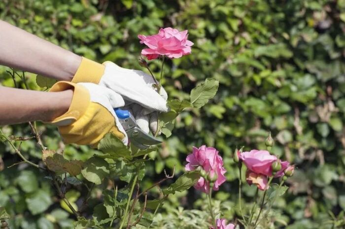 7 профессиональных советов по обрезке роз в идеальном саду
