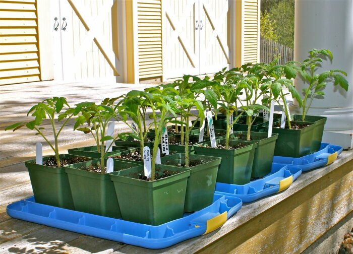7 противопоказаний для выращивания рассады томатов, которые наносят им вред