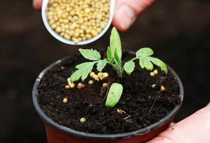 7 противопоказаний для выращивания рассады томатов, которые наносят им вред