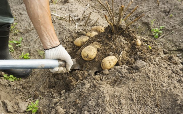 Как обработать почву, чтобы избавиться от стального червя