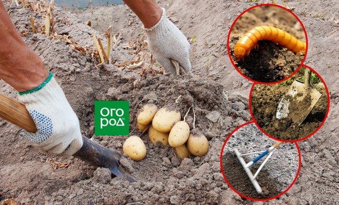 Как обработать почву, чтобы избавиться от стального червя