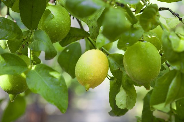 Чем подкормить лимон в домашних условиях и когда удобрять