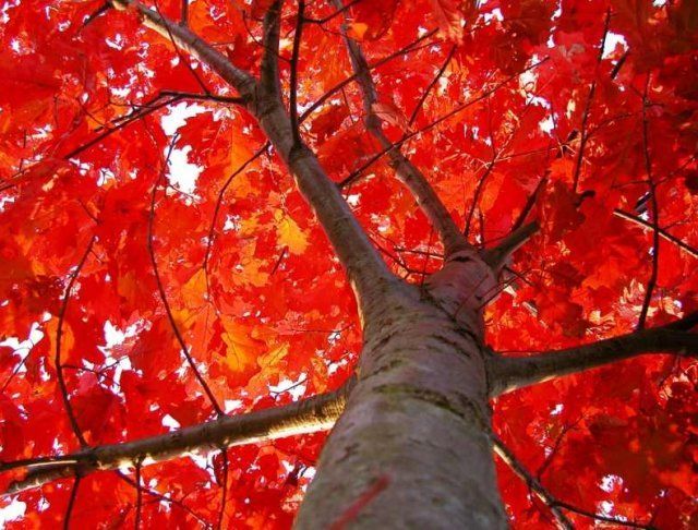 Декоративные кустарники и деревья с красной листвой