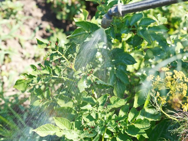 Как отвоевать свой урожай картофеля от колорадского жука и проволочника