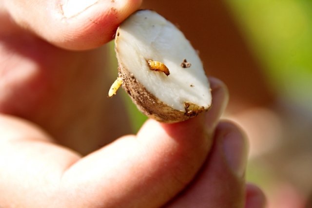 Как отвоевать свой урожай картофеля от колорадского жука и проволочника
