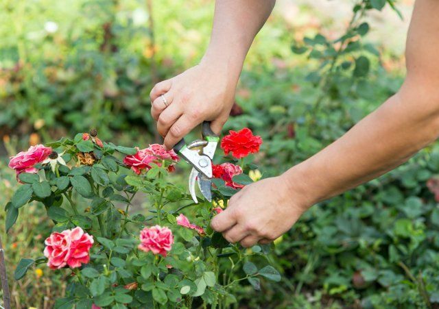 Как пересадить взрослую розу на новое место