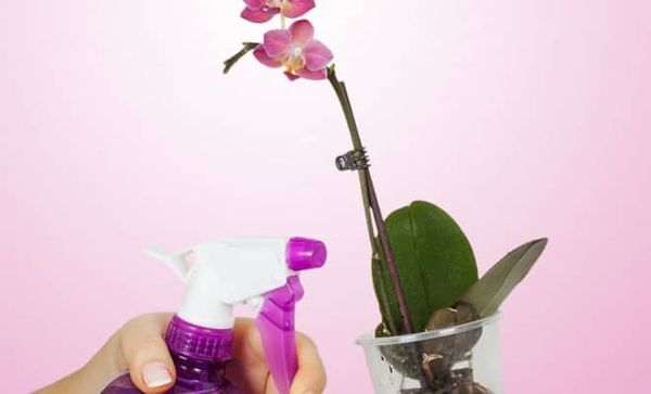 Как приготовить витаминный коктейль для орхидей в домашних условиях