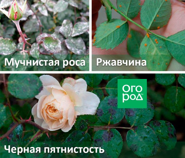 Как вылечить розы без «химии»: лучшие народные средства от болезней и вредителей