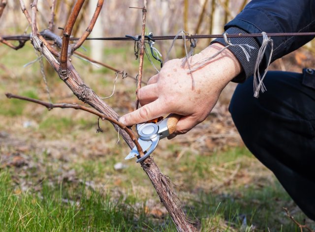 Как защитить виноград от болезней и вредителей