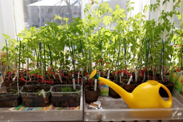 Огородные хитрости: как вырастить крепкую рассаду помидор в домашних условиях