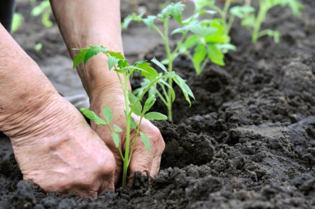 Огородные хитрости: как вырастить крепкую рассаду помидор в домашних условиях