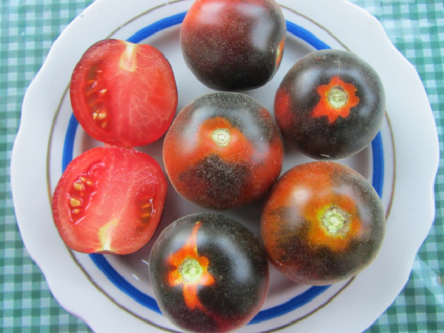 Пушистые сорта томатов — 7 вариантов для теплиц и открытого грунта
