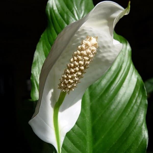 Растение спатифиллум уоллис: описание, посадка и уход