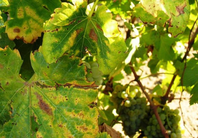 Виноград желтеет и сохнут листья? Узнайте, что делать
