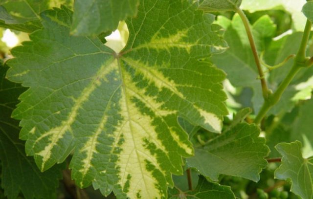 Виноград желтеет и сохнут листья? Узнайте, что делать