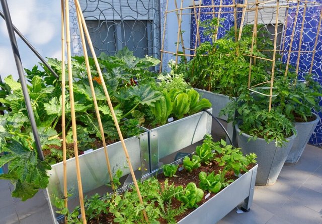 11 идей мини-грядок для свежих овощей и зелени