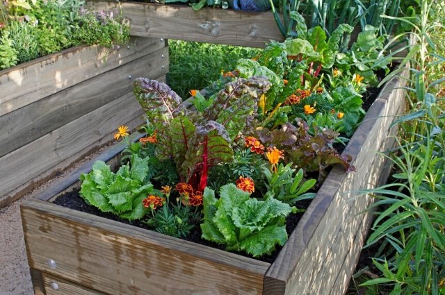 11 идей мини-грядок для свежих овощей и зелени
