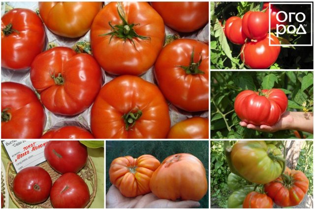 11 лучших сортов томатов для теплиц и открытого грунта