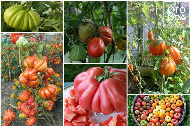 11 лучших сортов томатов для теплиц и открытого грунта