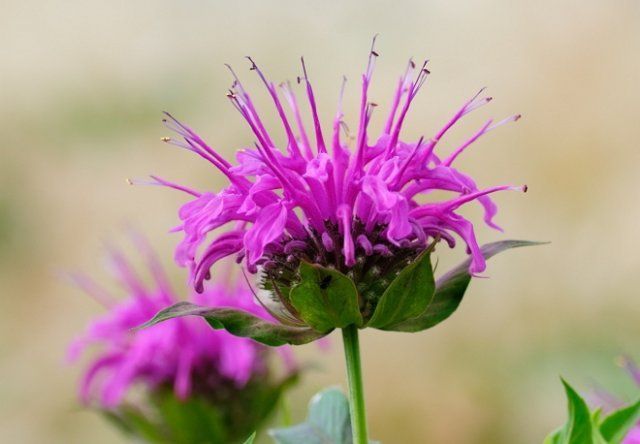 8 прекрасных трав для фиолетового сада