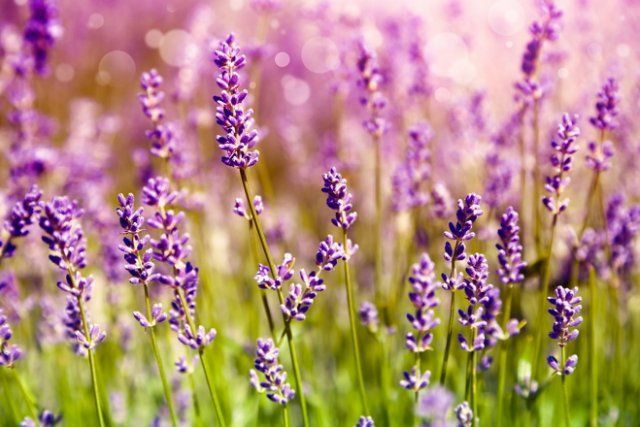 8 прекрасных трав для фиолетового сада