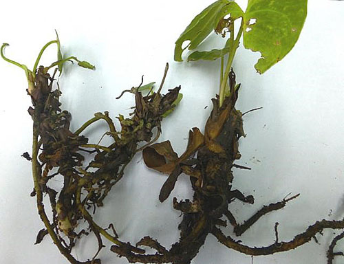 Болезни листьев антуриума и их лечение