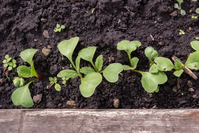 Готовим грядку к весеннему урожаю: 5 простых шагов для майских овощей