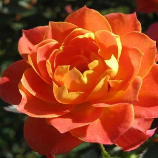 Домашние розы: уход, популярные сорта, правила ухода