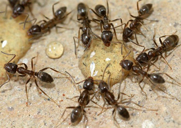Как избавиться от муравьев в теплице: эффективные методы и советы опытных садоводов