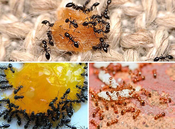 Как избавиться от муравьев в теплице: эффективные методы и советы опытных садоводов