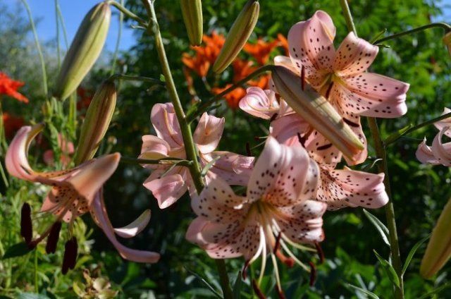 Как пересадить и размножить лилию в саду — пошаговый мастер-класс с фото