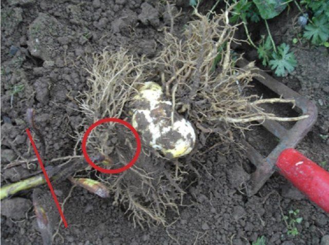 Как пересадить и размножить лилию в саду — пошаговый мастер-класс с фото