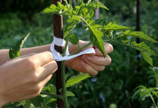 Как посадить переросшую рассаду томатов: советы бывалых огородников