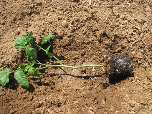 Как посадить переросшую рассаду томатов: советы бывалых огородников