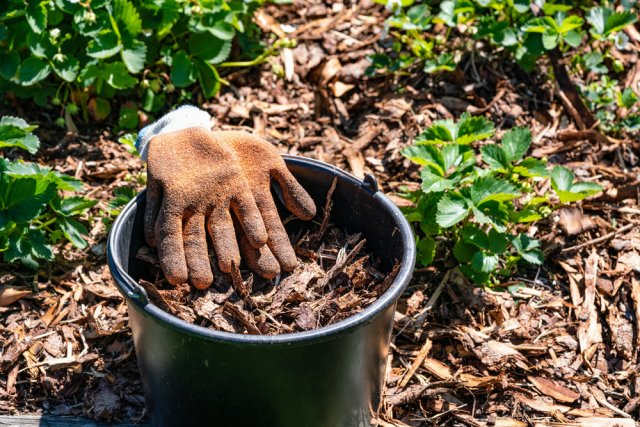 Как ухаживать за клубникой (земляникой садовой) весной — 5 простых шагов