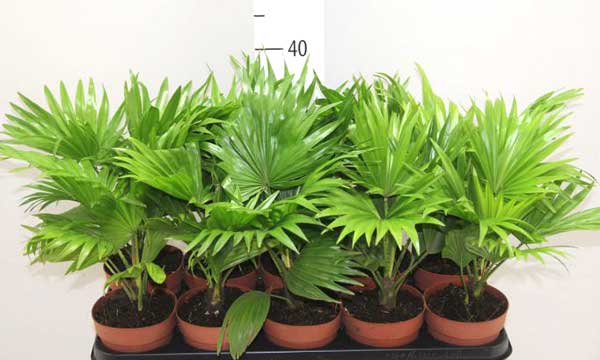 Пальма ливистона – выращивание в домашних условиях