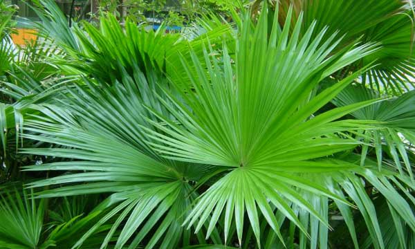 Пальма ливистона – выращивание в домашних условиях