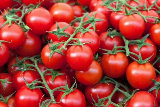 Секретный способ посадки и полива помидоров — урожай гарантирован