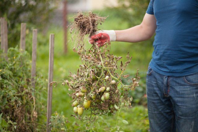 Секретный способ посадки и полива помидоров — урожай гарантирован