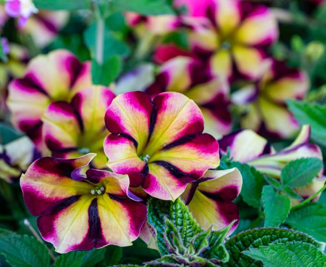 10 необычных сортов петуний для вашего цветника