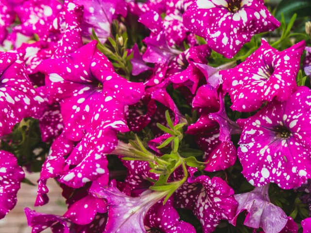 10 необычных сортов петуний для вашего цветника